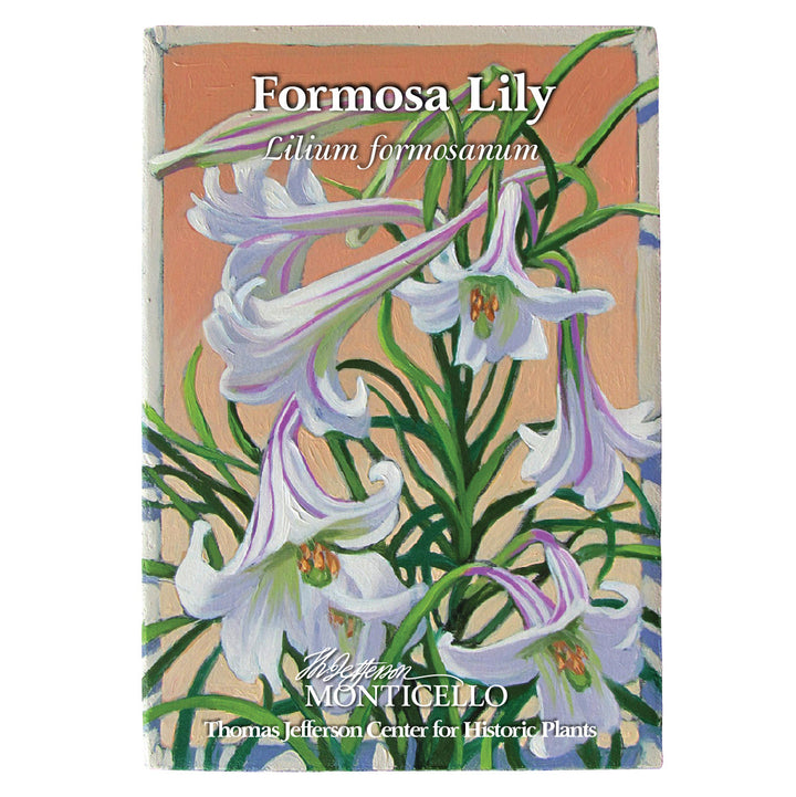 Formosa Lily Seeds (Lilium formosanum)
