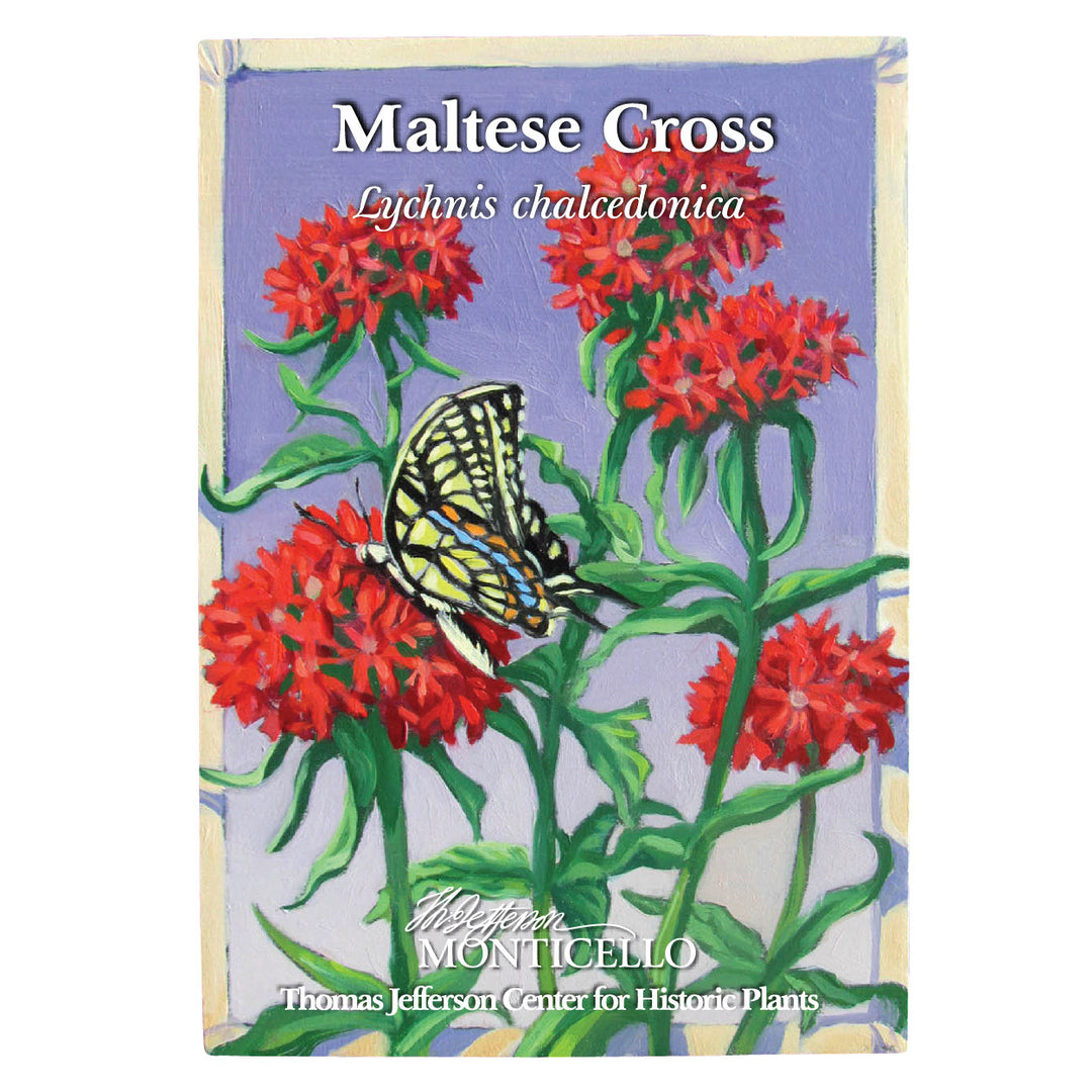 Maltese Cross Seeds (Lychnis chalcedonica)