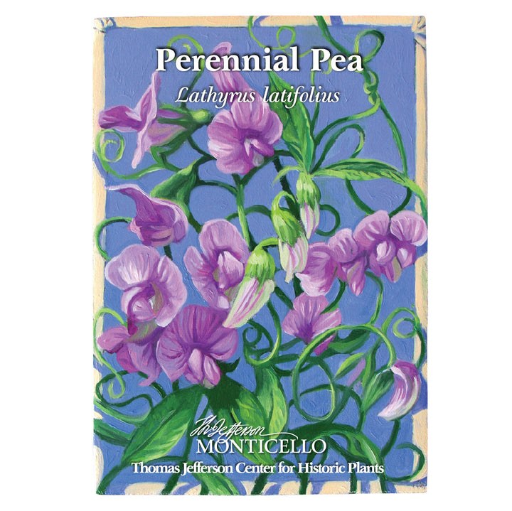 Perennial Pea Seeds (Lathyrus latifolius)
