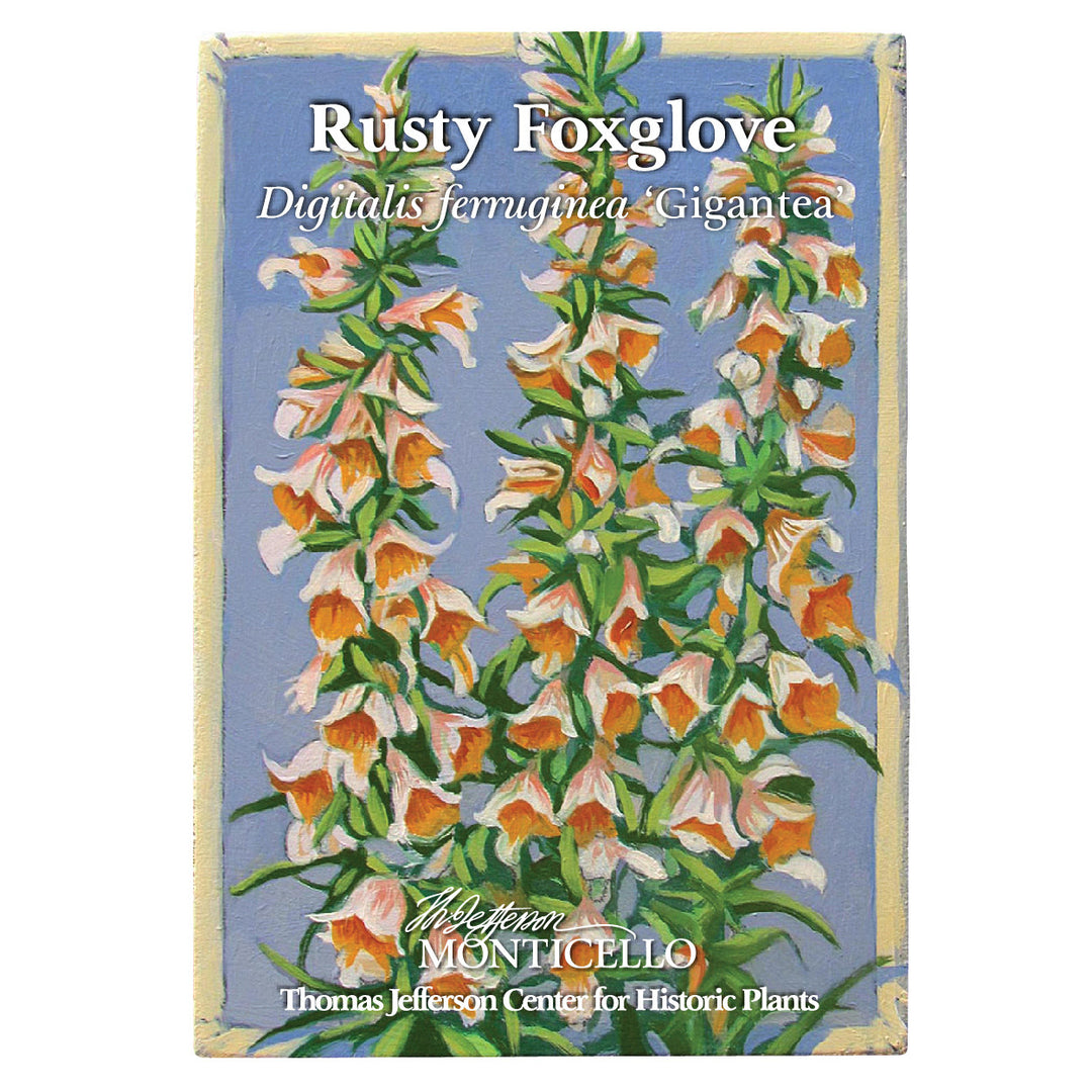 Rusty Foxglove Seeds (Digitalis ferruginea)