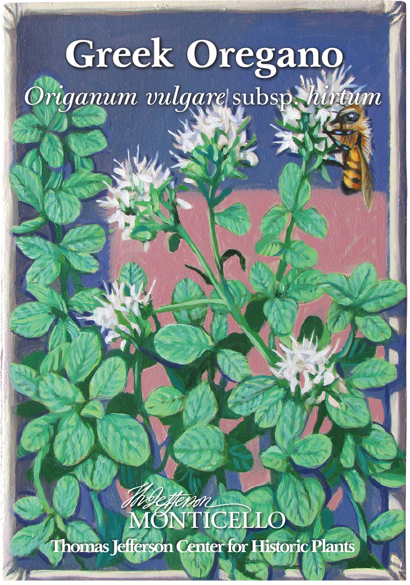 Greek Oregano Seeds (Origanum vulgare subsp. hirtum)