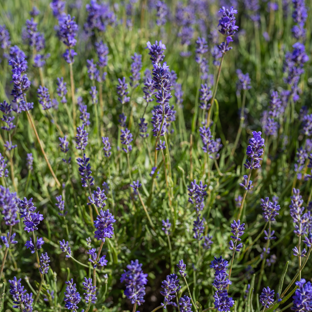 English Lavender Seeds (Lavandula angustifolia)