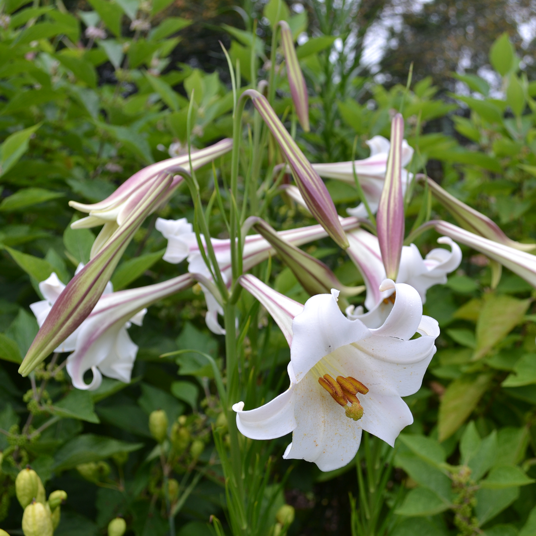 Formosa Lily Seeds (Lilium formosanum)