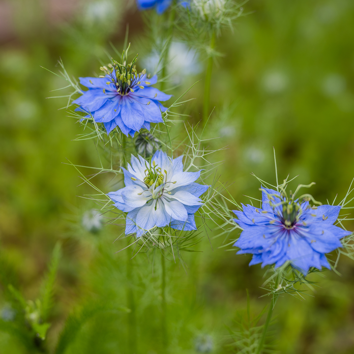 Love-in-a-Mist Seeds (Nigella damascena)