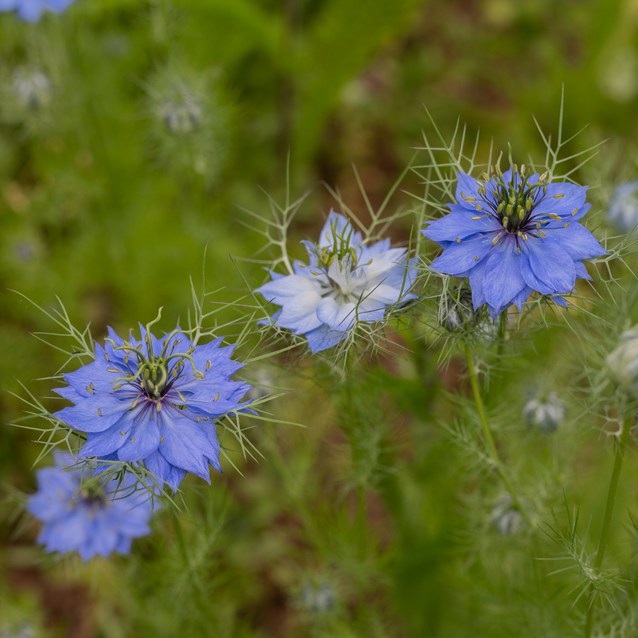 Love-in-a-Mist Seeds (Nigella damascena)