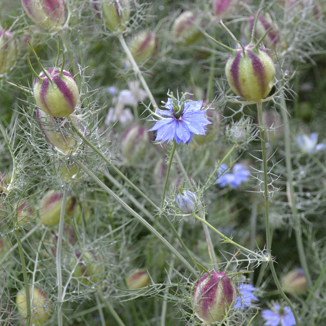 Love-in-a-Mist Seeds (Nigella damascena)