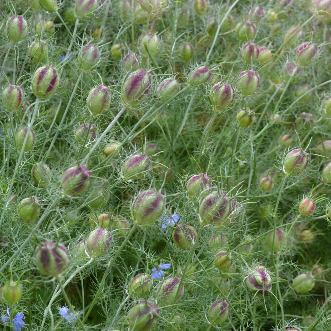 Love-in-a-Mist Seeds (Nigella damascena)