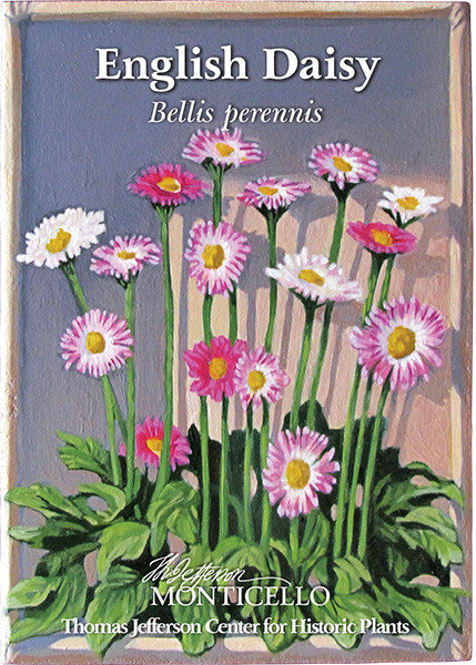 English Daisy Seeds (Bellis perennis)