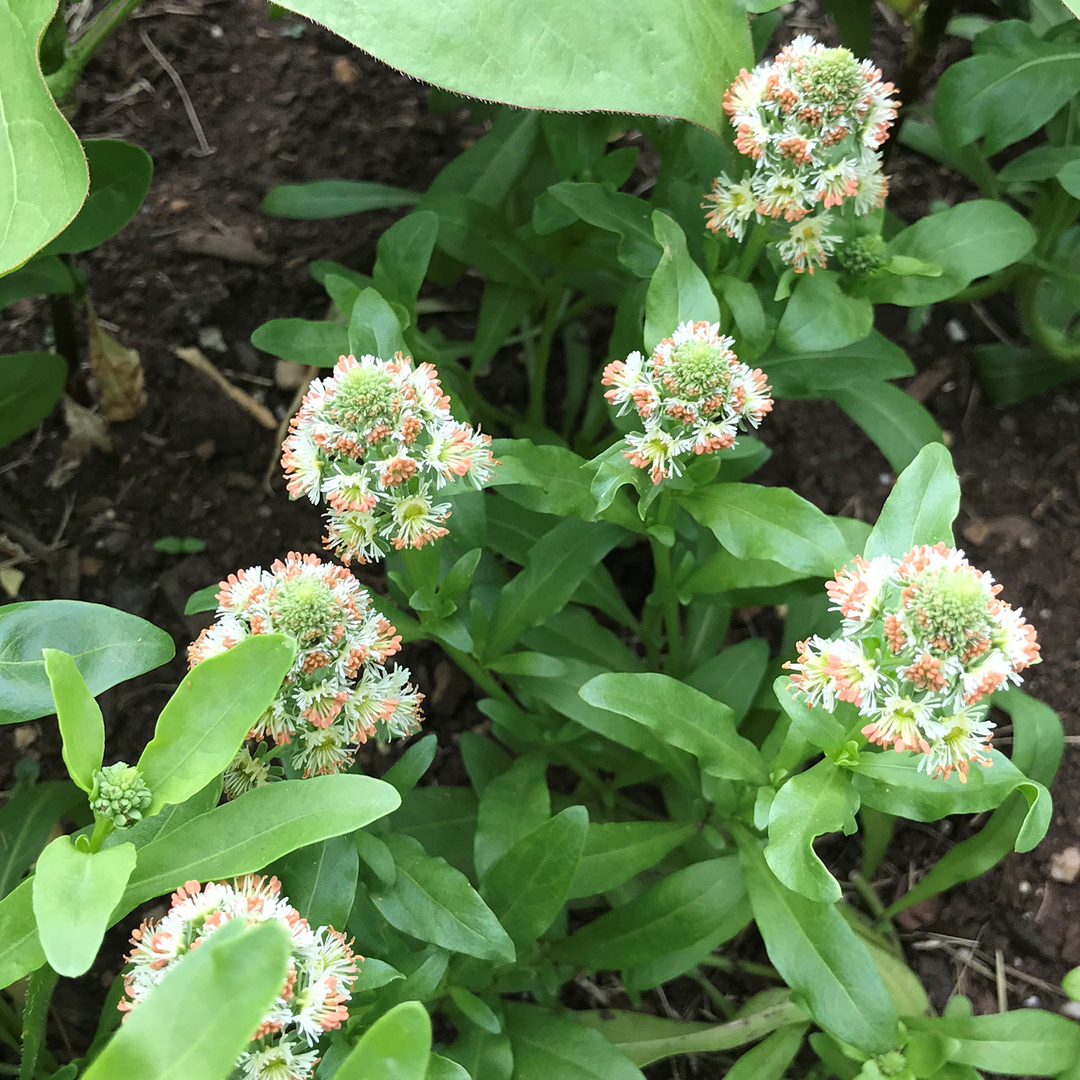 Mignonette Seeds (Reseda odorata grandiflora)
