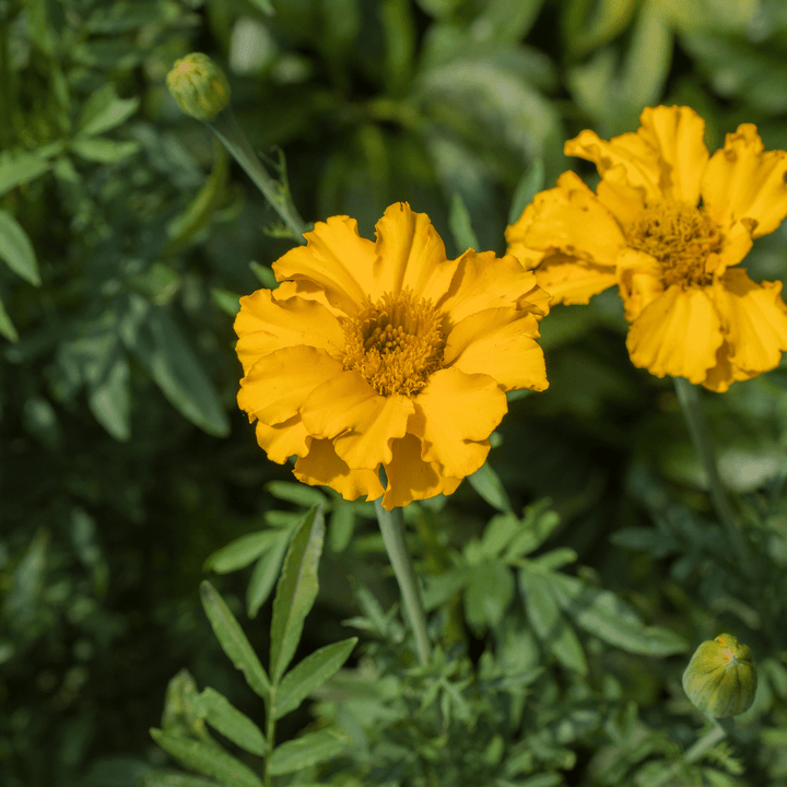 African Marigold Seeds (Tagetes erecta) - Monticello Shop