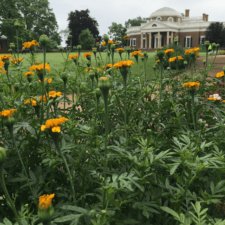 African Marigold Seeds (Tagetes erecta) - Monticello Shop