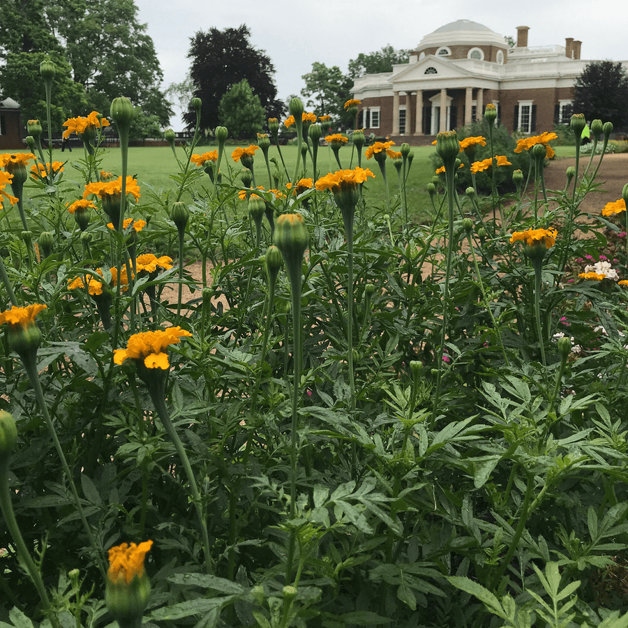 African Marigold Seeds (Tagetes erecta) - Monticello Shop