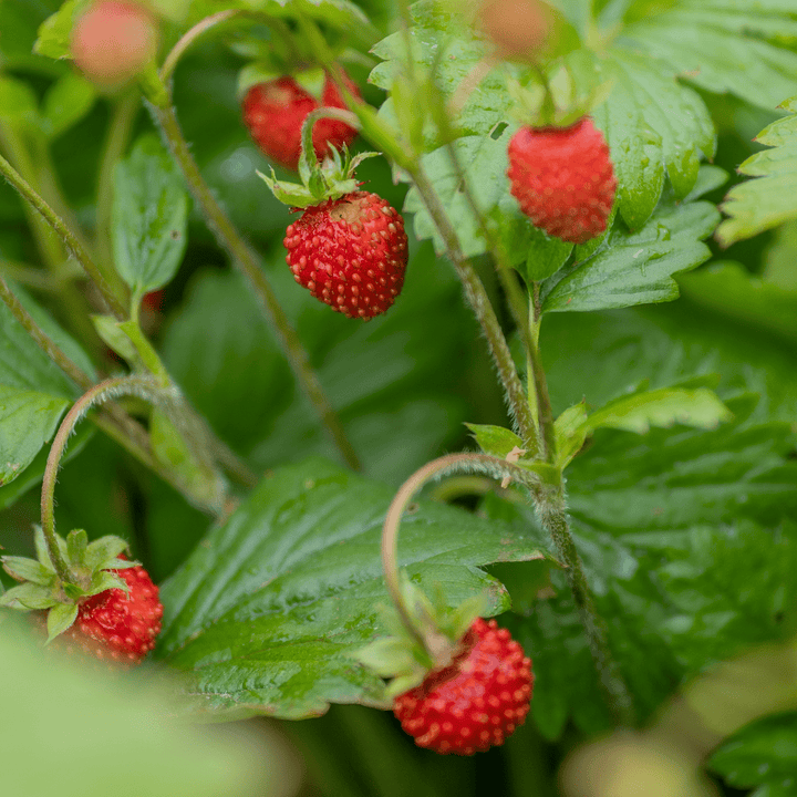 Alpine Strawberry Seeds (Fragaria vesca var. vesca) - Monticello Shop
