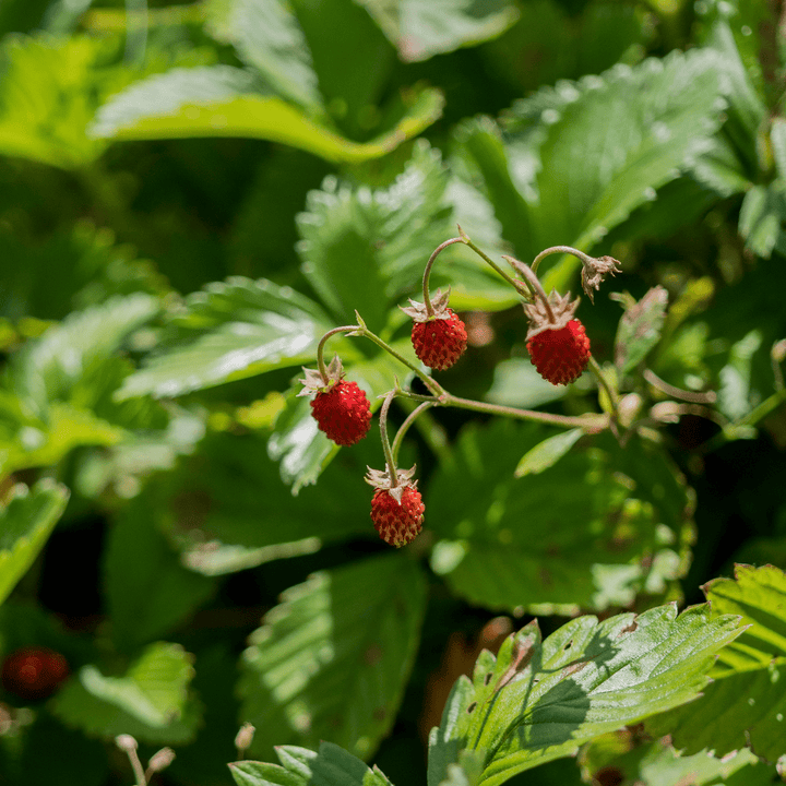Alpine Strawberry Seeds (Fragaria vesca var. vesca) - Monticello Shop