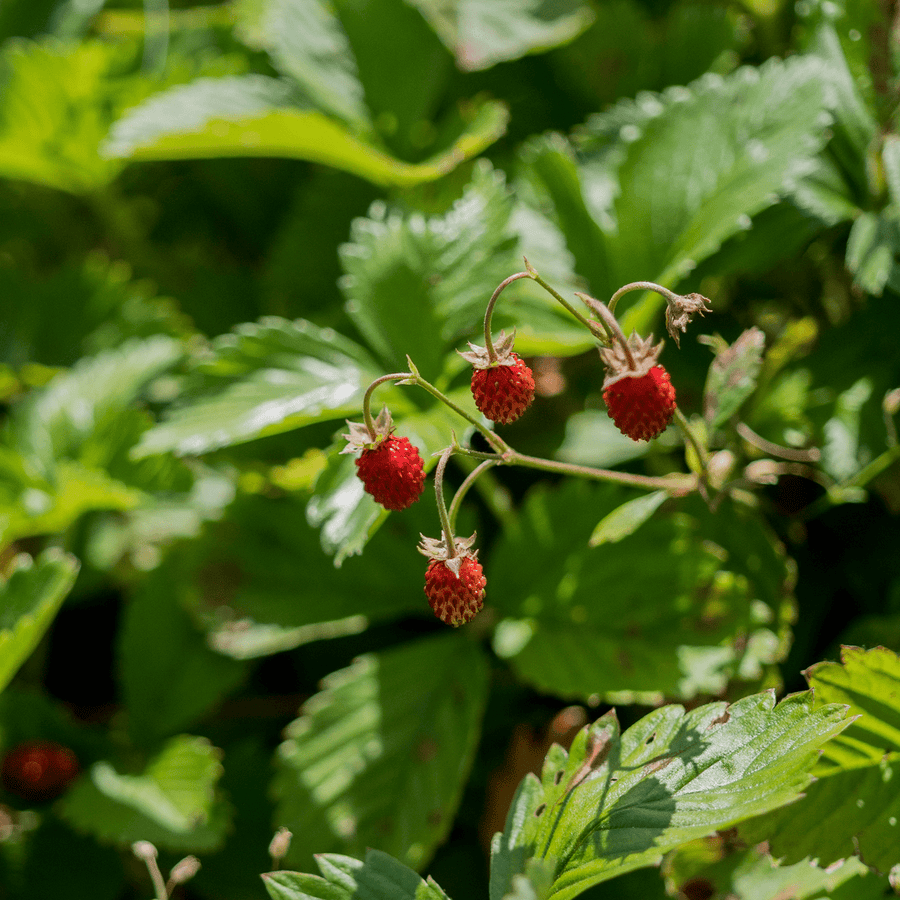 Alpine Strawberry Seeds (Fragaria vesca var. vesca) - Monticello Shop
