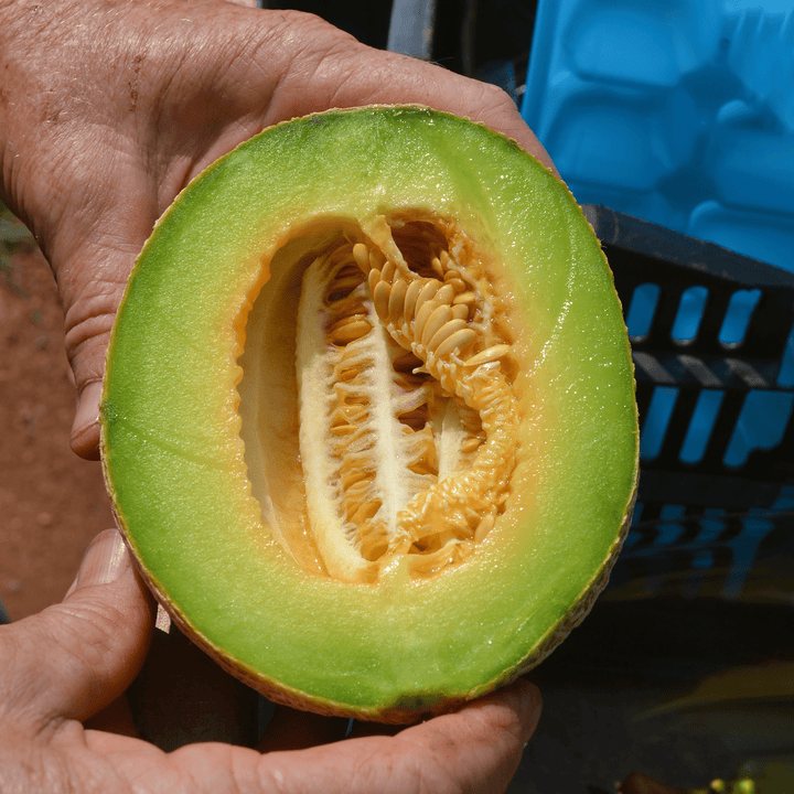Anne Arundel Muskmelon Seeds (Cucumis melo cv.) - Monticello Shop