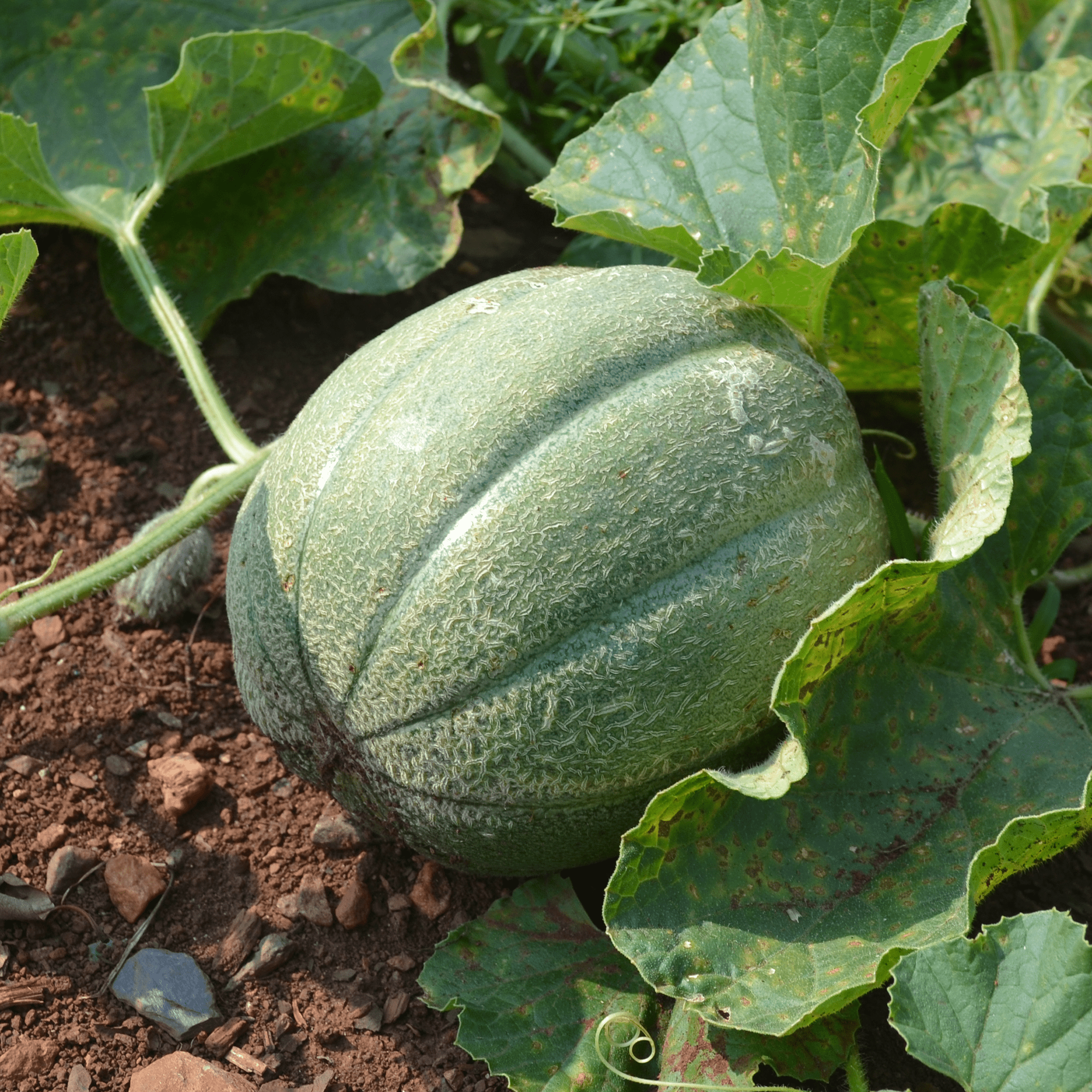 Anne Arundel Muskmelon Seeds (Cucumis melo cv.) – Monticello Shop