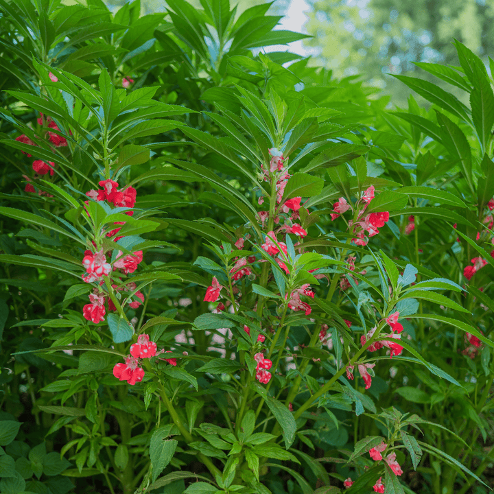 Balsam; Touch - Me - Not Seeds (Impatiens balsamina) - Monticello Shop