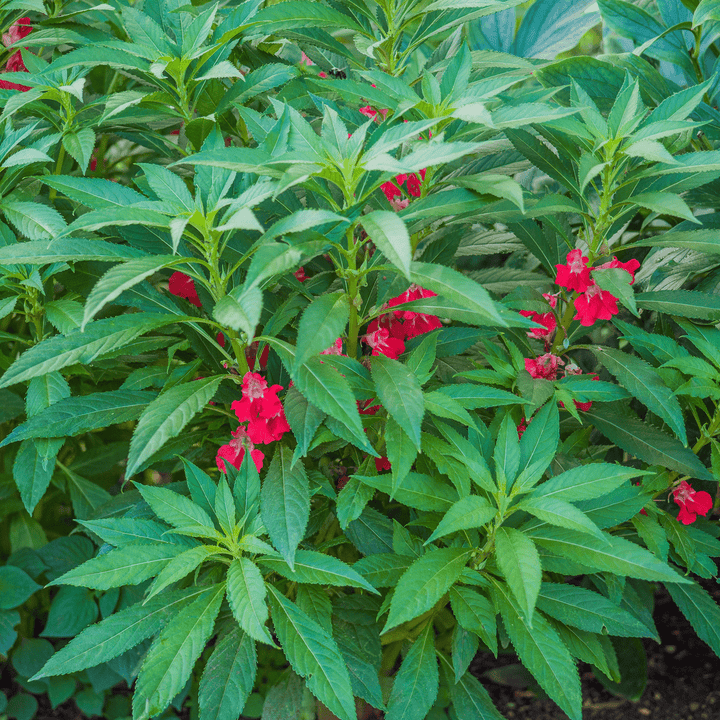 Balsam; Touch - Me - Not Seeds (Impatiens balsamina) - Monticello Shop