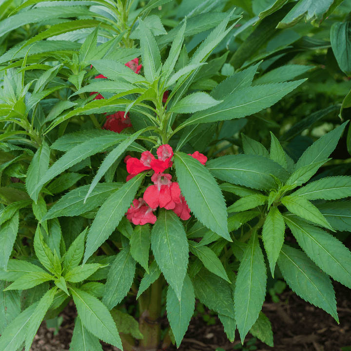 Balsam; Touch - Me - Not Seeds (Impatiens balsamina) - Monticello Shop