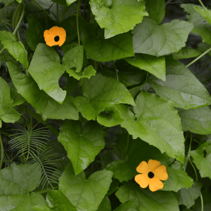 Black Eyed Susan Vine Seeds (Thunbergia alata) - Monticello Shop