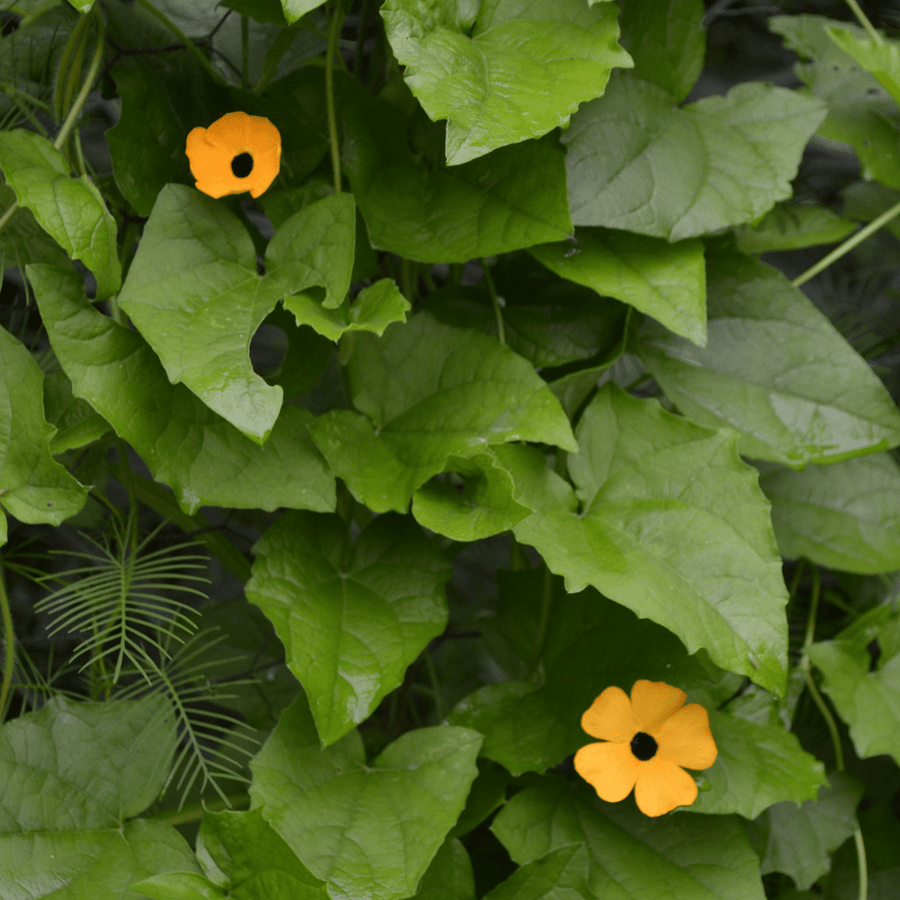 Black Eyed Susan Vine Seeds (Thunbergia alata) - Monticello Shop