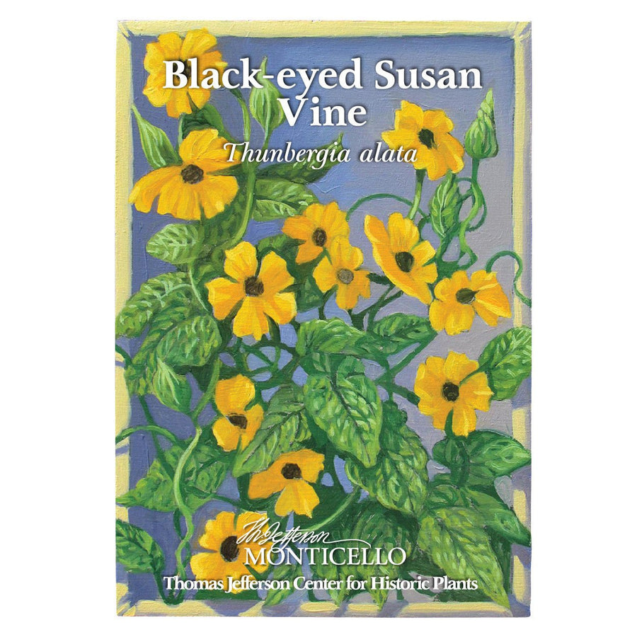 Black Eyed Susan Vine Seeds (Thunbergia alata) - Monticello Shop