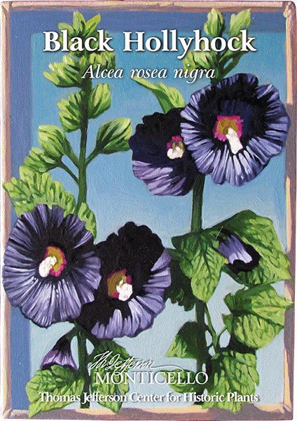 Black Hollyhock Seeds (Alcea rosea nigra) - Monticello Shop