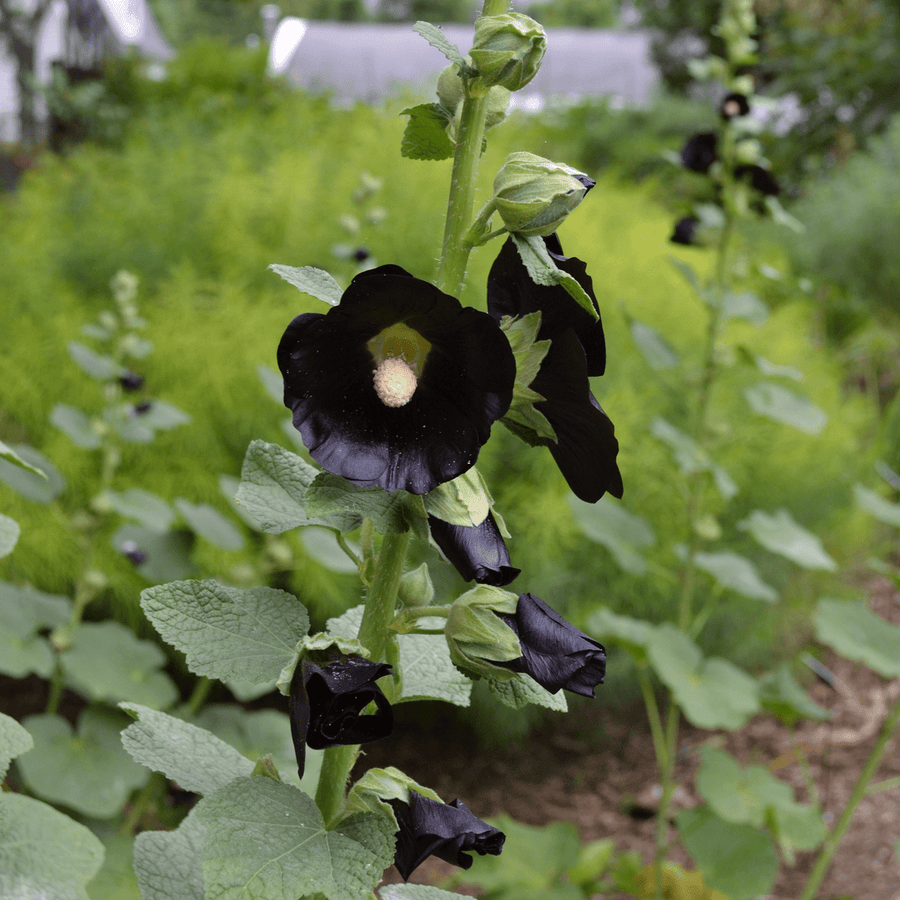 Black Hollyhock Seeds (Alcea rosea nigra) - Monticello Shop