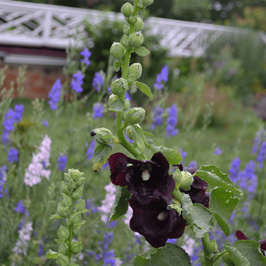 Black Hollyhock Seeds (Alcea rosea nigra) - Monticello Shop