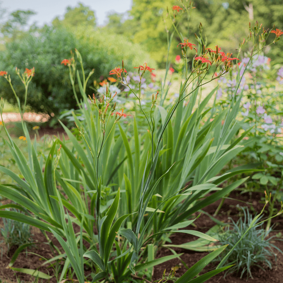 Blackberry Lily Seeds (Iris domestica) - Monticello Shop