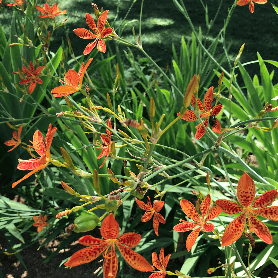 Blackberry Lily Seeds (Iris domestica) - Monticello Shop