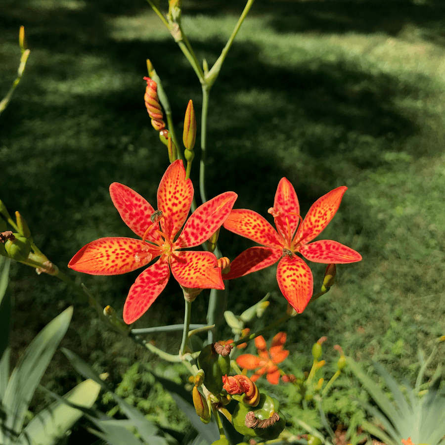 Blackberry Lily Seeds (Iris domestica) - Monticello Shop