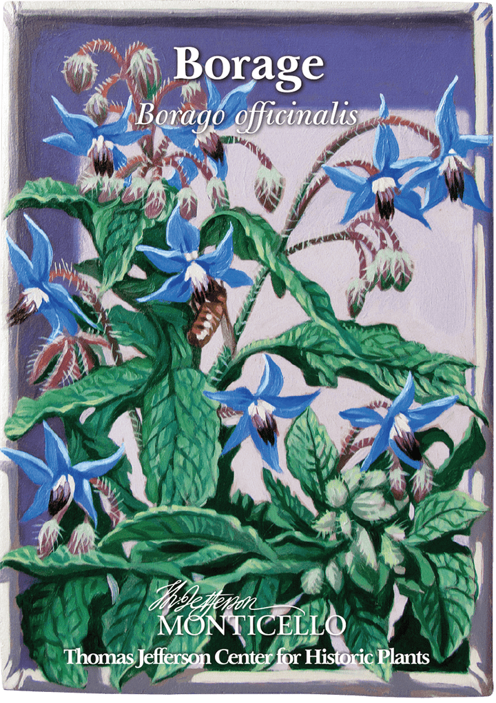 Borage Seeds (Borago officinalis) - Monticello Shop