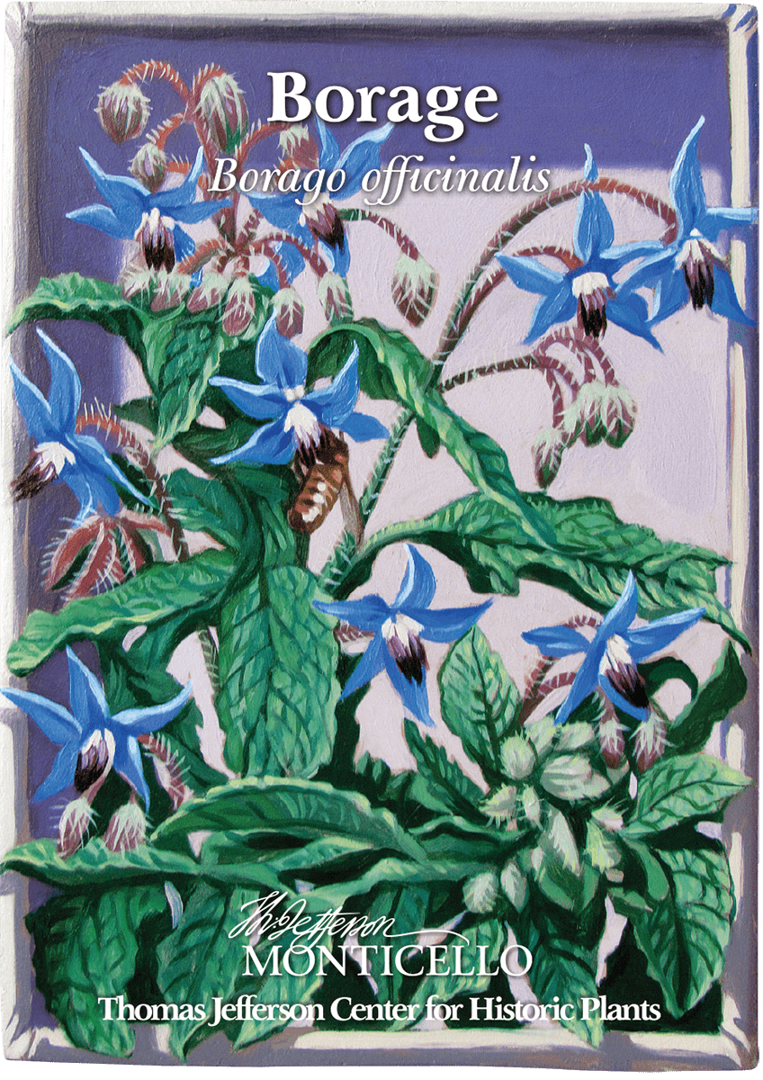 Borage Seeds (Borago officinalis) - Monticello Shop