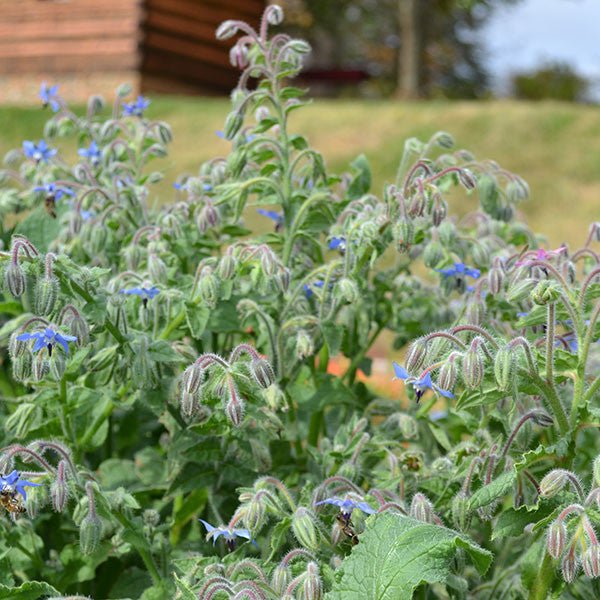 Borage Seeds (Borago officinalis) - Monticello Shop