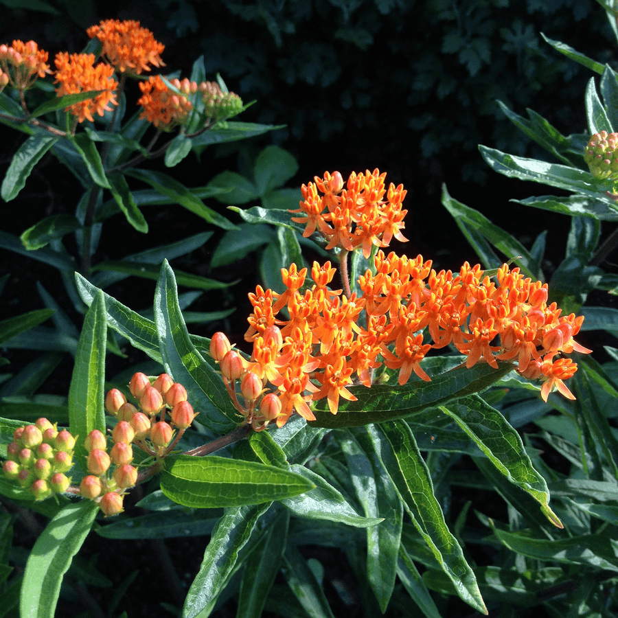 Butterfly Weed Seeds (Asclepias tuberosa) - Monticello Shop