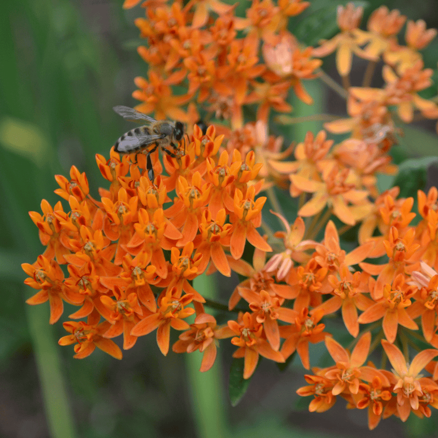 Butterfly Weed Seeds (Asclepias tuberosa) - Monticello Shop