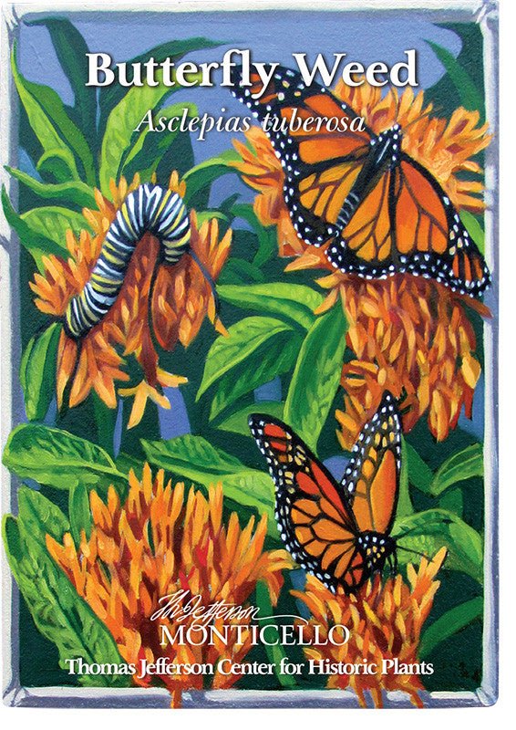 Butterfly Weed Seeds (Asclepias tuberosa) - Monticello Shop