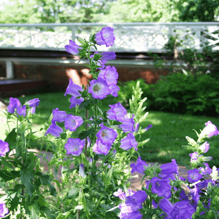 Canterbury Bells Seeds (Campanula medium) - Monticello Shop