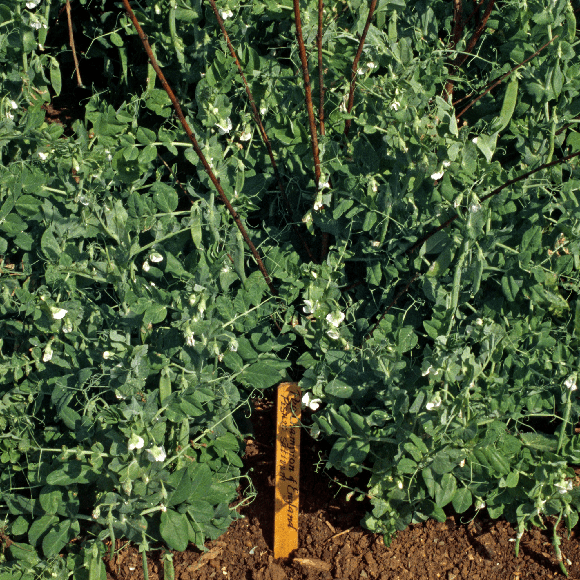 Champion of England Pea Seeds (Pisum sativum cv.) – Monticello Shop