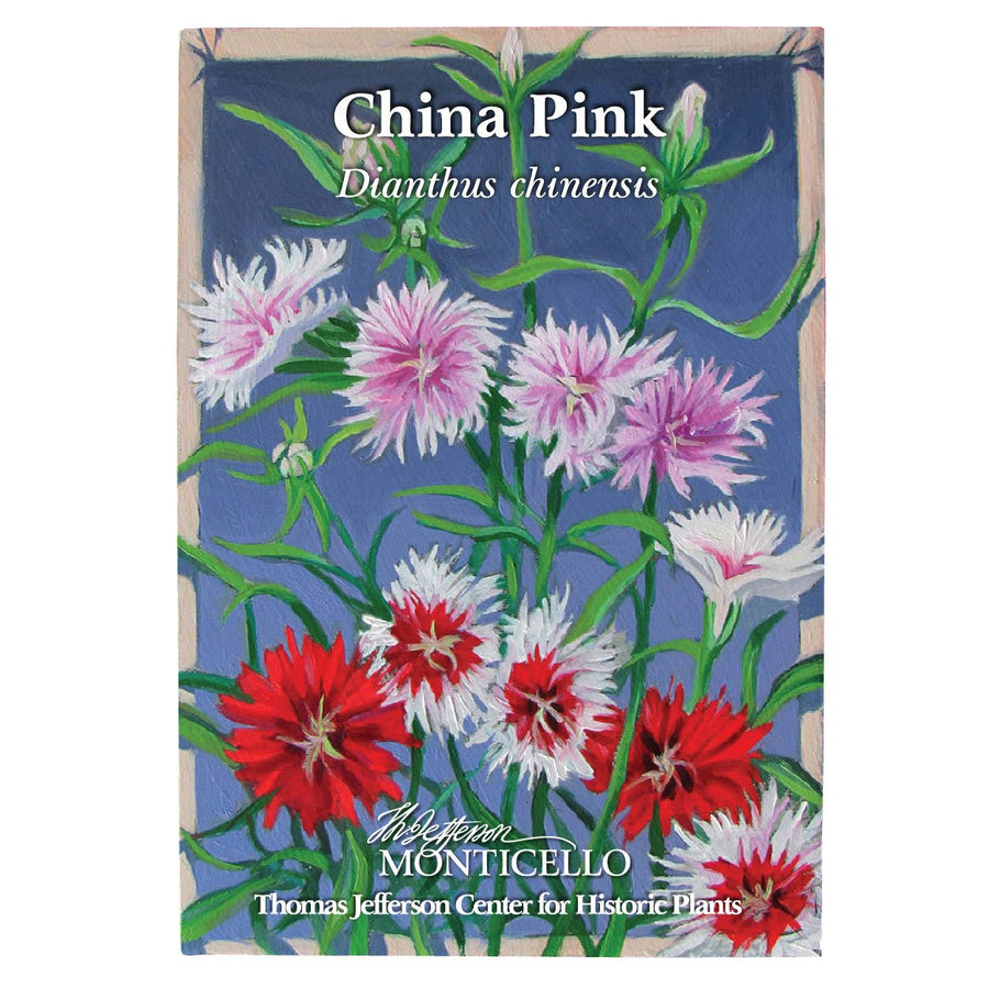 China Pink Seeds (Dianthus chinensis) - Monticello Shop