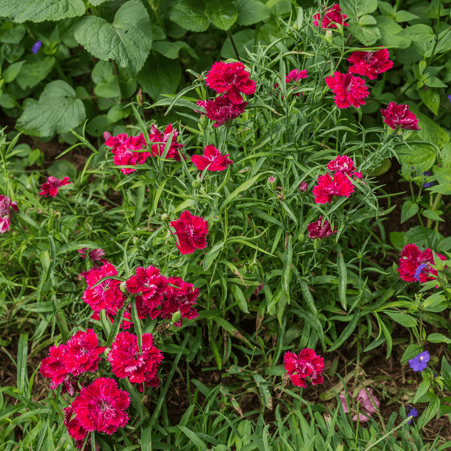 China Pink Seeds (Dianthus chinensis) - Monticello Shop