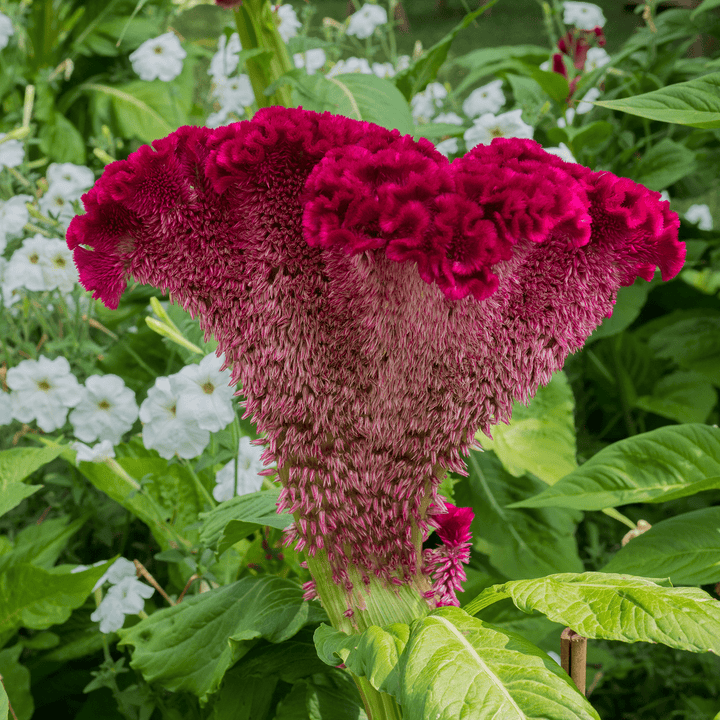 Cockscomb Seeds (Celosia argentea var. cristata) - Monticello Shop