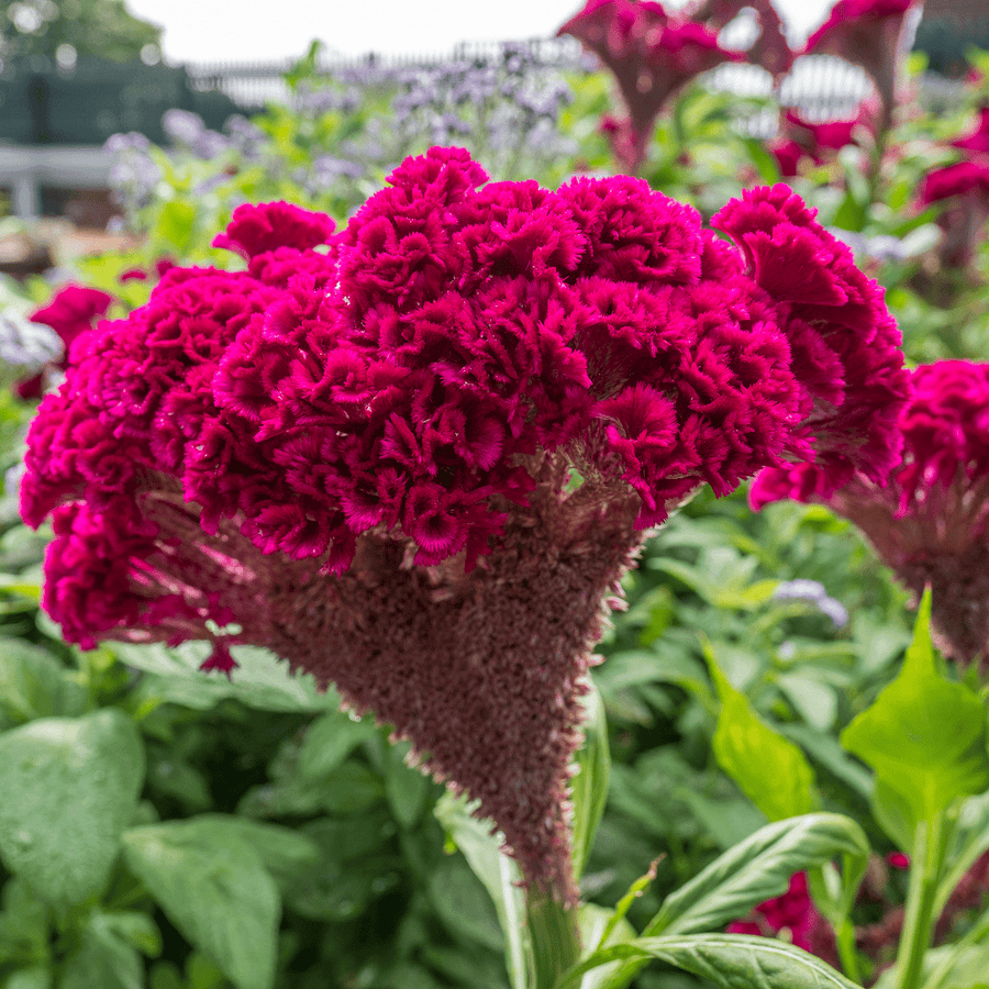 Cockscomb Seeds (Celosia argentea var. cristata) - Monticello Shop