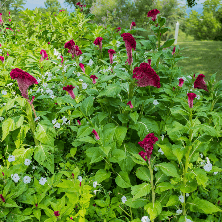 Cockscomb Seeds (Celosia argentea var. cristata) - Monticello Shop
