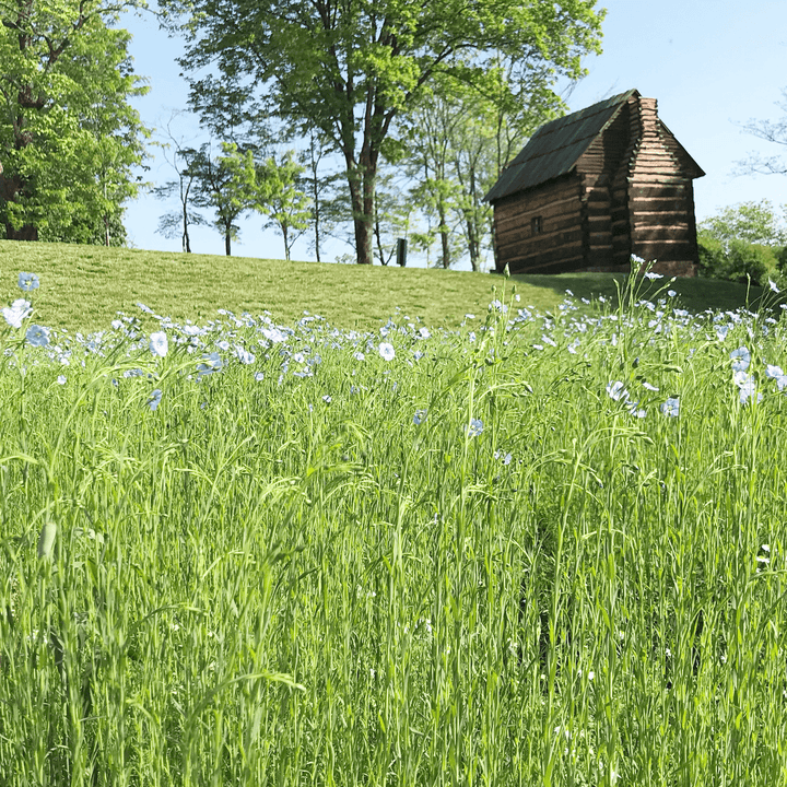 Common Flax Seeds (Linum usitatissimum) - Monticello Shop