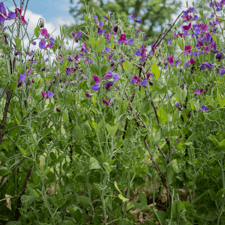 Cupani Sweet Pea Seeds (Lathyrus odoratus) - Monticello Shop