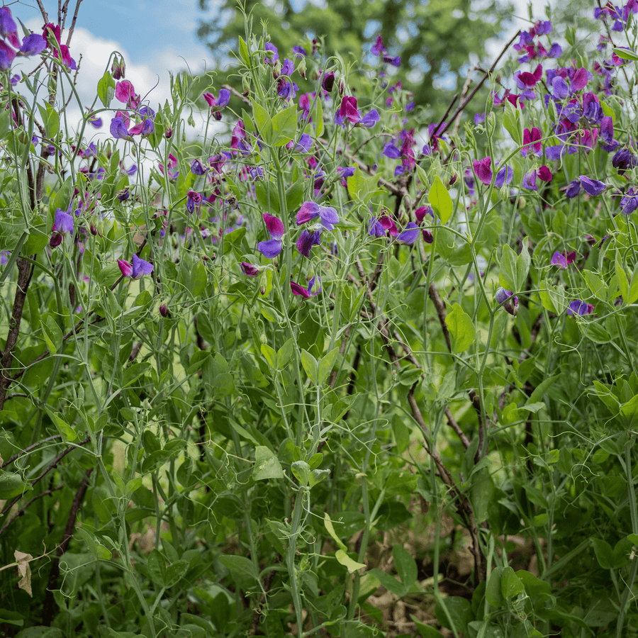 Cupani Sweet Pea Seeds (Lathyrus odoratus) - Monticello Shop