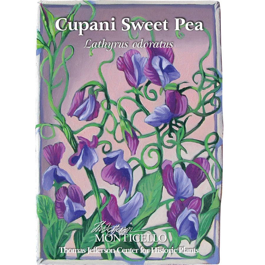 Cupani Sweet Pea Seeds (Lathyrus odoratus) - Monticello Shop